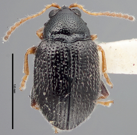 potato flea beetle