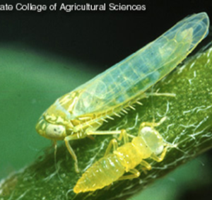 Potato Leafhopper