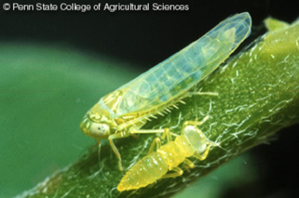potato leafhopper