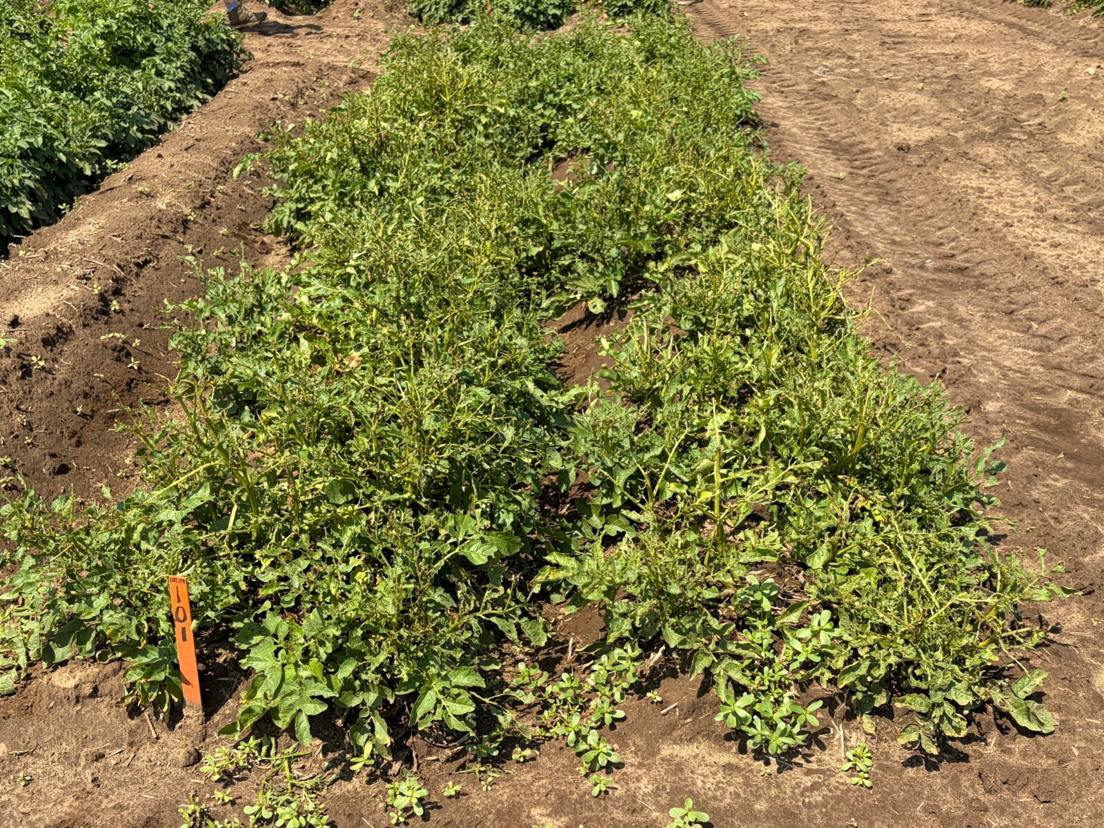 untreated potato plot