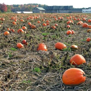pumpkins