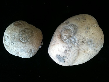potato tuber infected with PVY