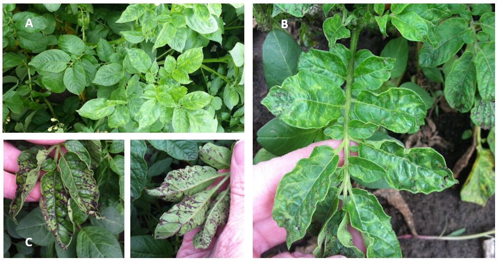 pvy symptoms