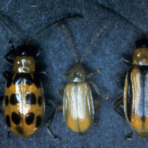 Corn Rootworm
