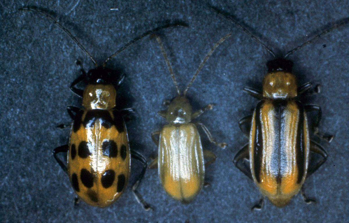 rootworm comparison