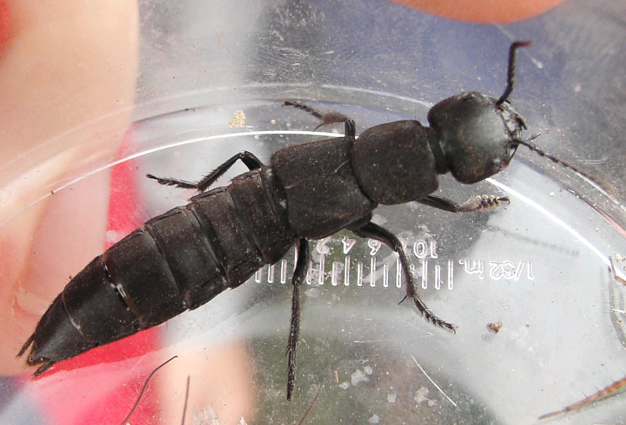 rove beetle