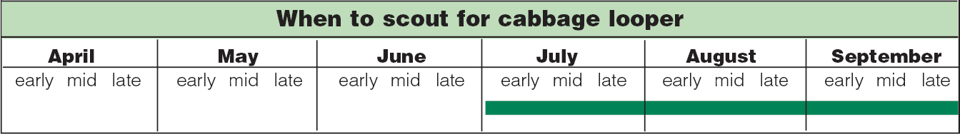 cabbage looper scouting calendar