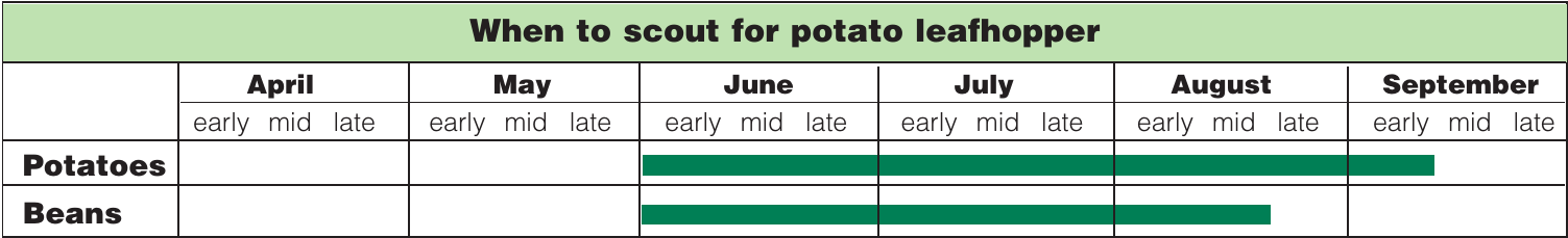 potato leafhopper scouting calendar