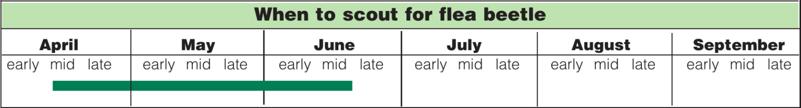 flea beetle scouting calendar