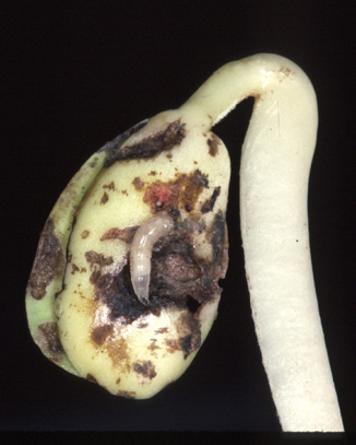 seedcorn maggot larvae and damage