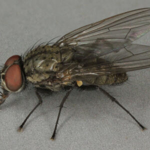 Seedcorn Maggot