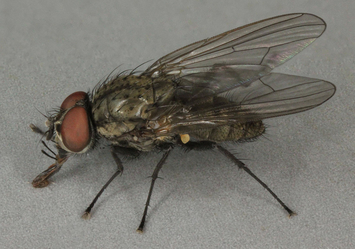 seedcorn maggot adult