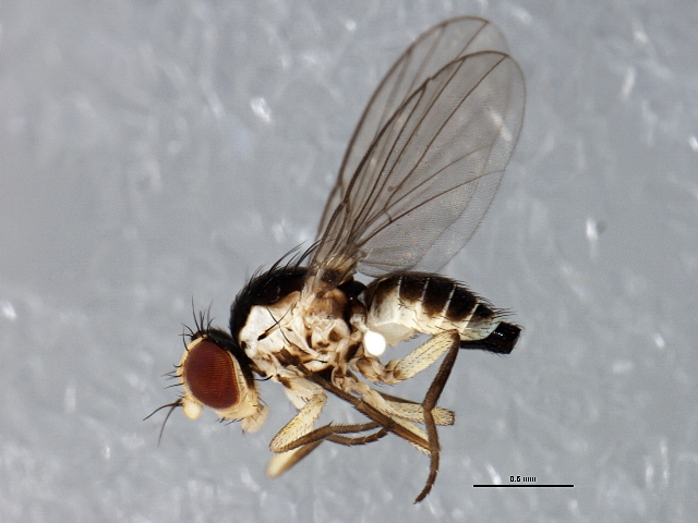 serpentine leafminer