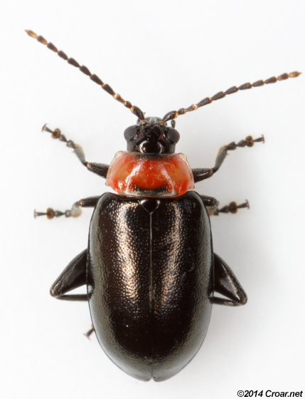 spinach flea beetle