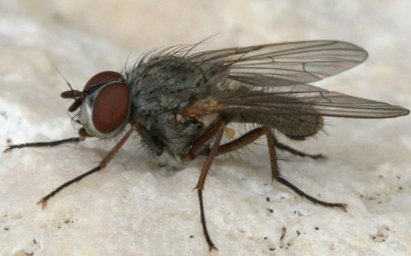 spinach leafminer adult