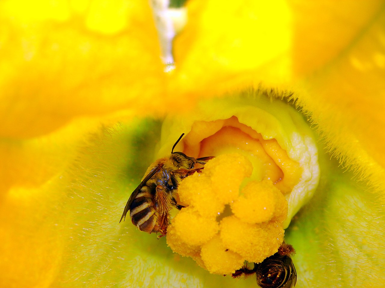 squash bees
