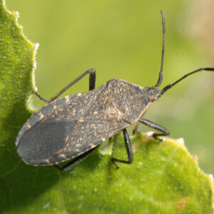 Squash Bug