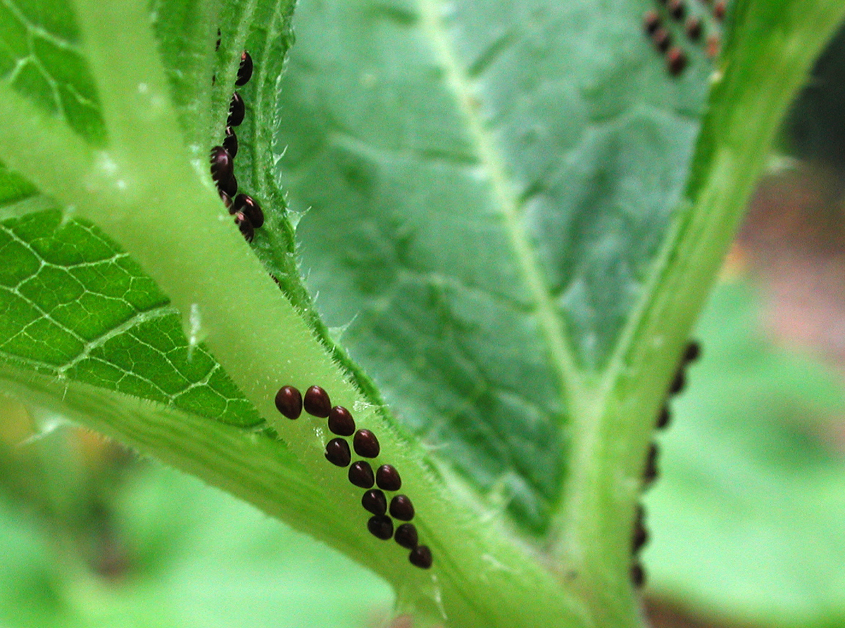 squash bug eggs