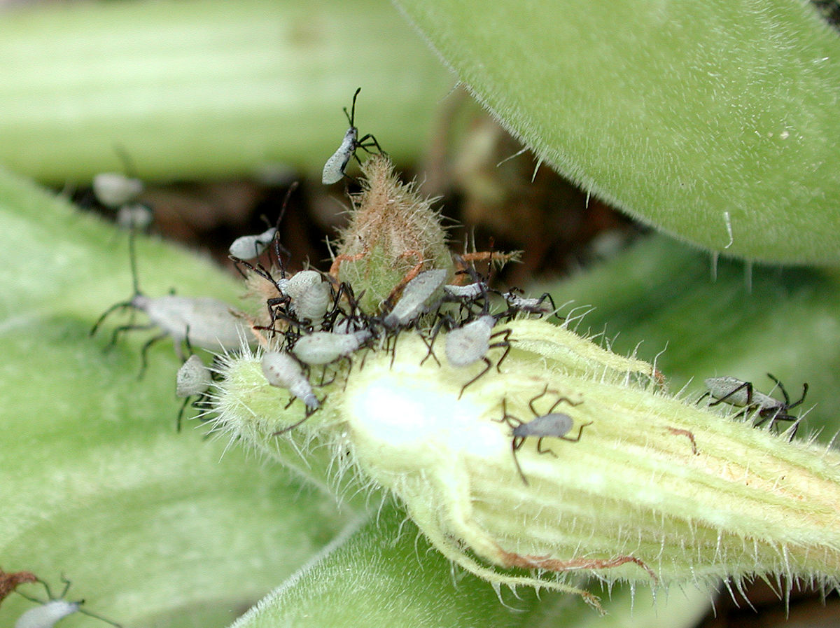 Squash bug nymphs