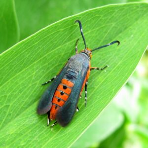 Squash Vine Borer