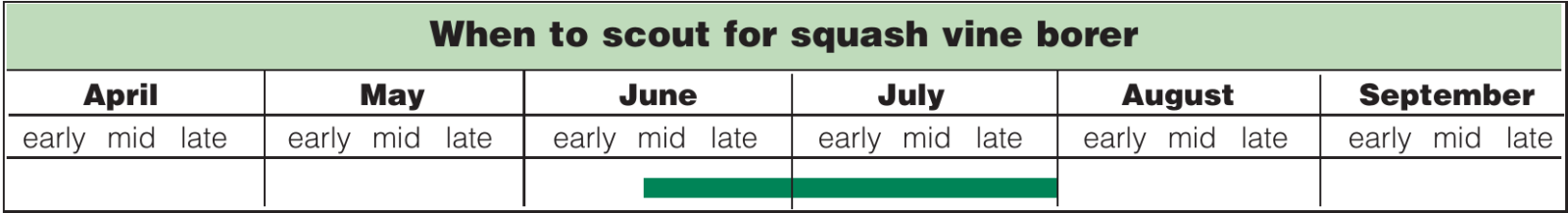 squash vine borer scouting calendar