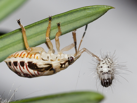 stink bug