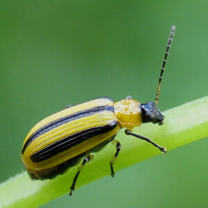 Cucumber Beetles