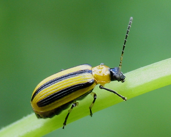 striped cucumber beetle