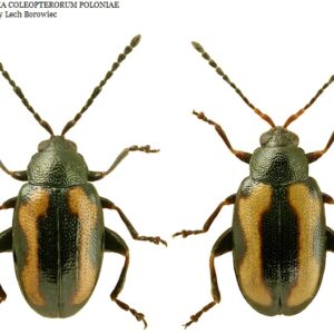 Flea Beetles