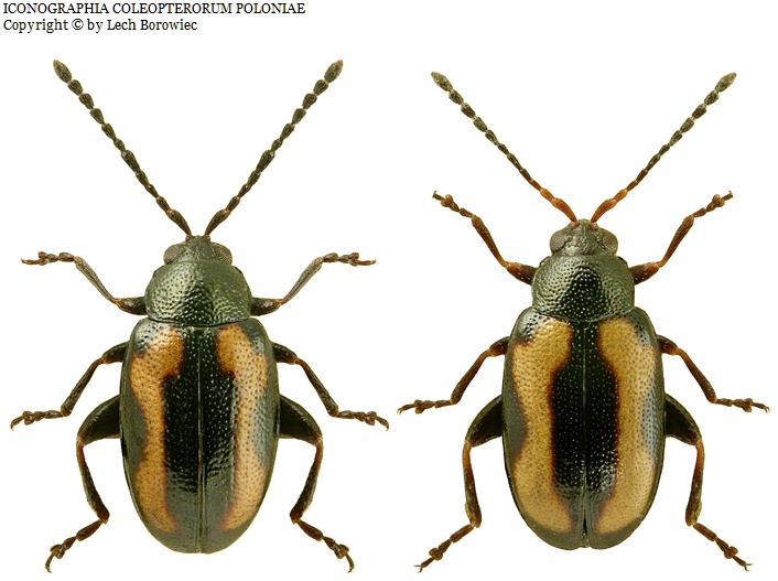 striped flea beetle