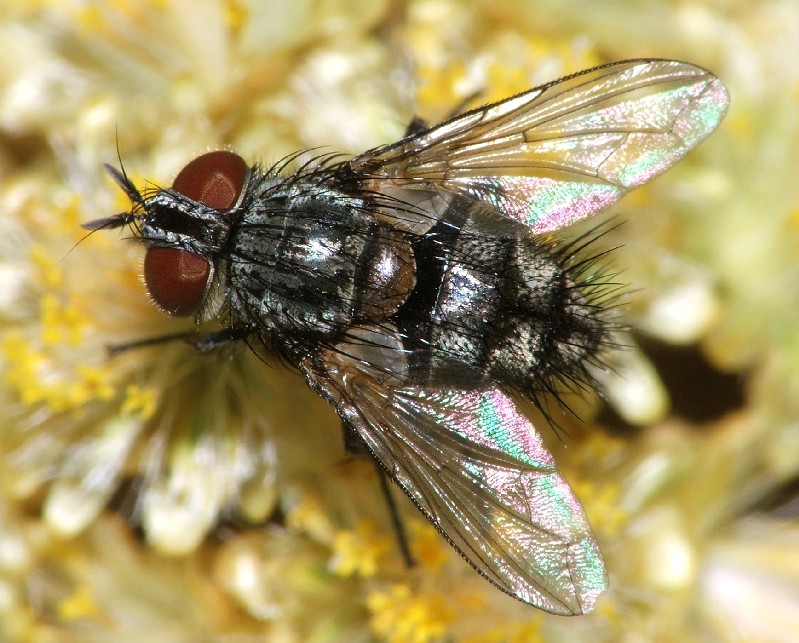 tachinid fly