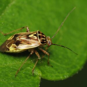 Tarnished Plant Bug