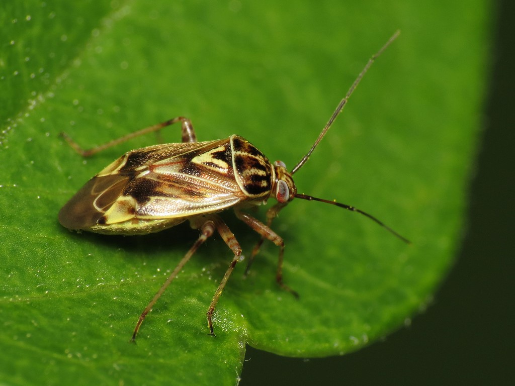 tarnished plant bug