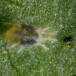 Spider Mites