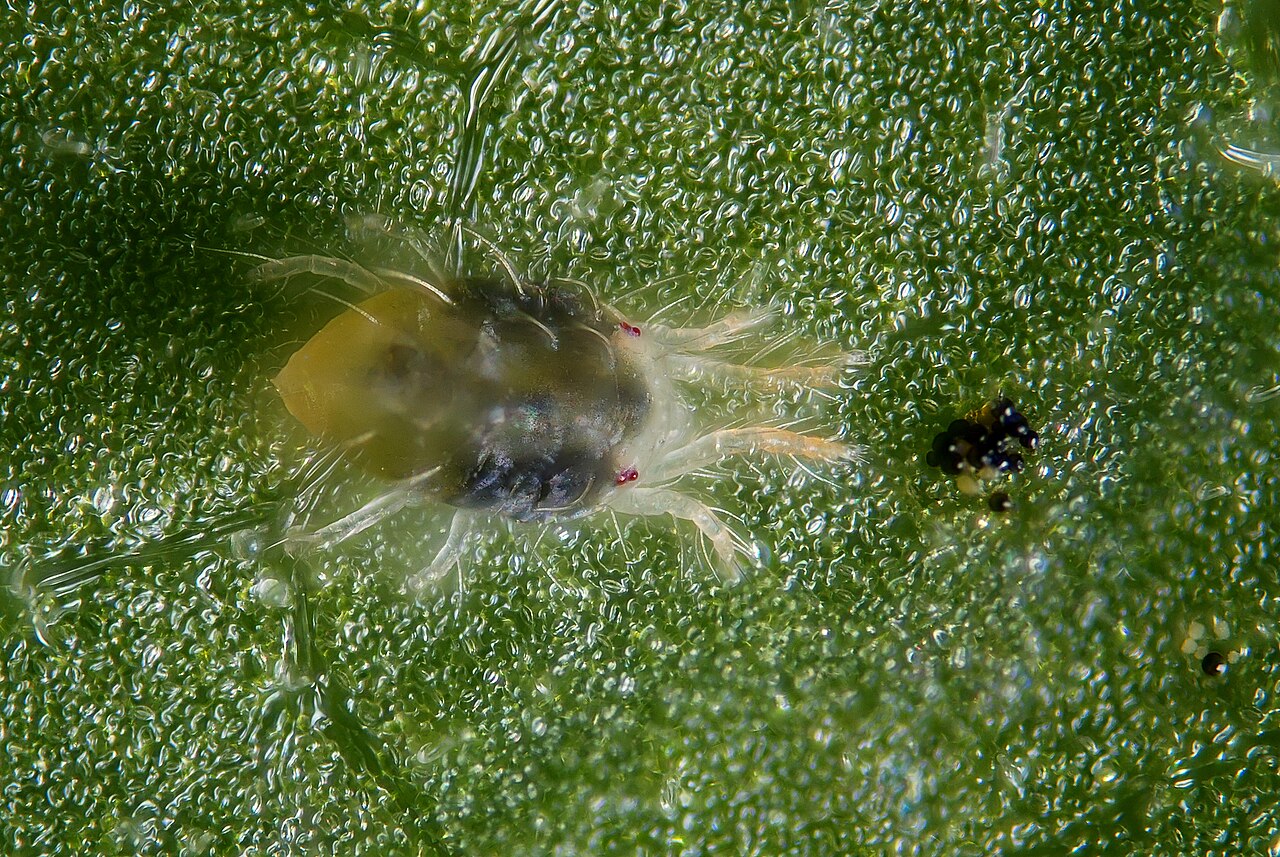spider mite