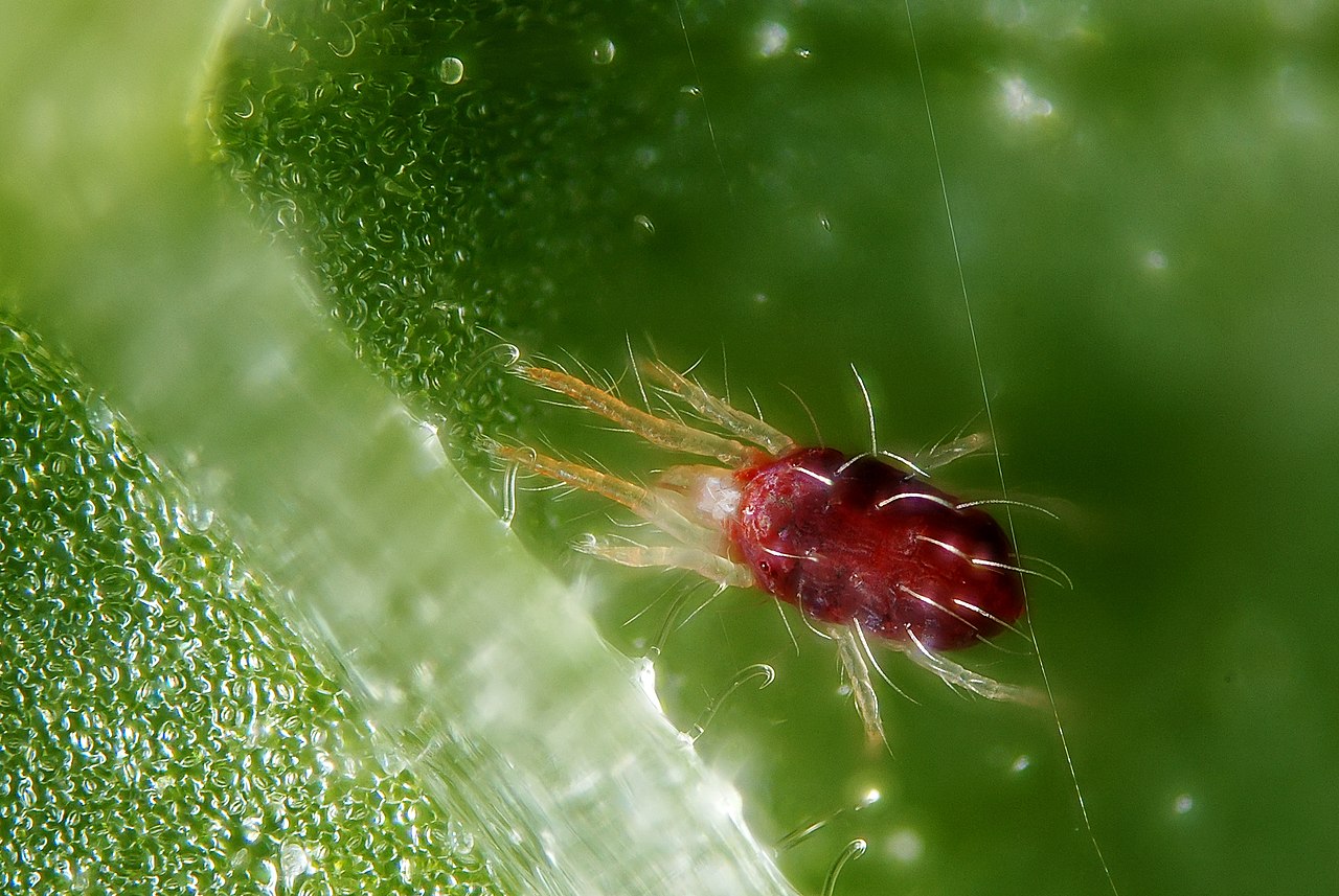 spider mite red form