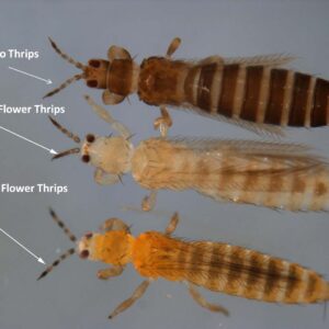 Thrips