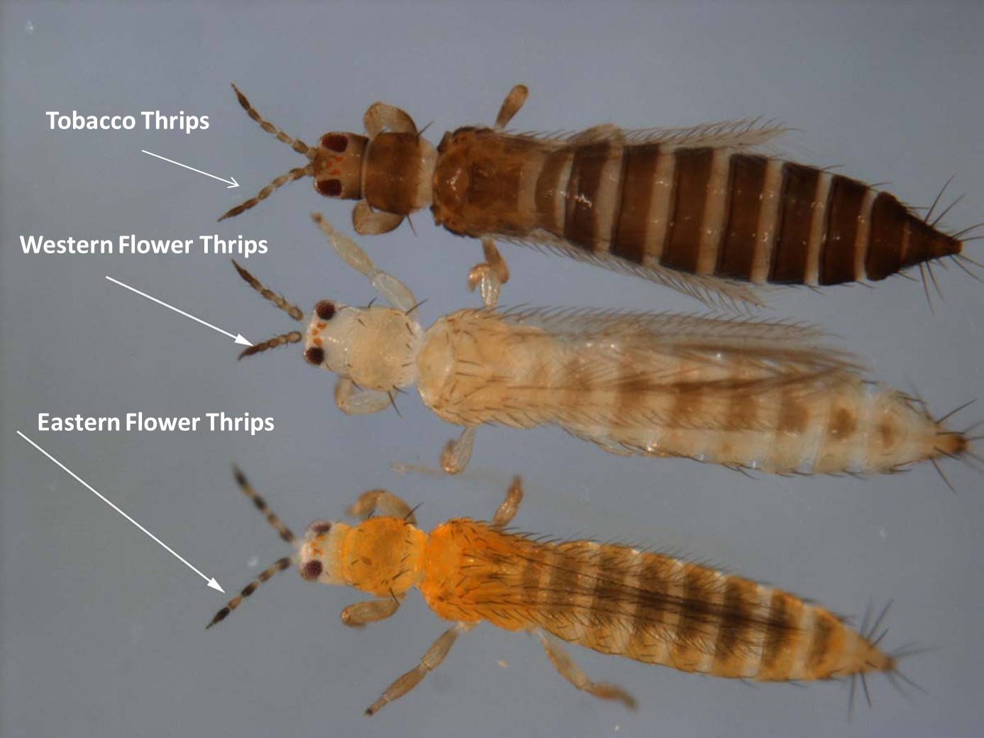 thrips species