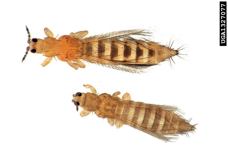 thrips