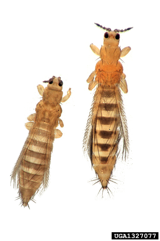 thrips