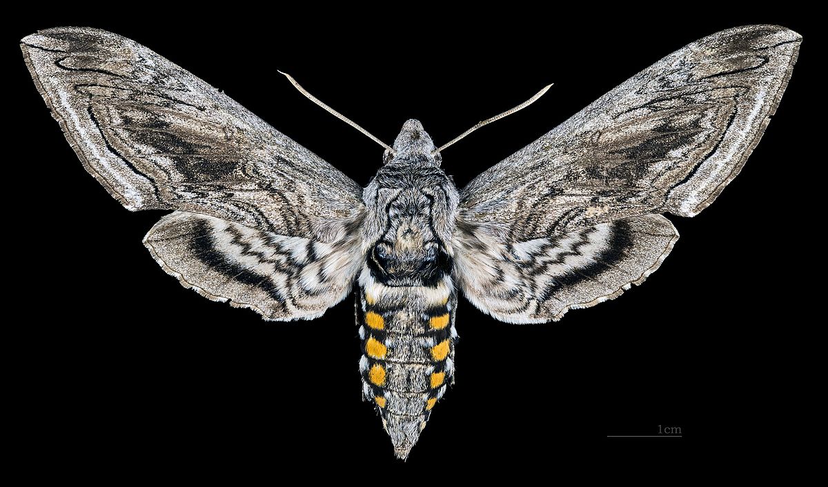tomato hornworm adult