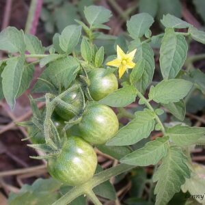 tomatoes