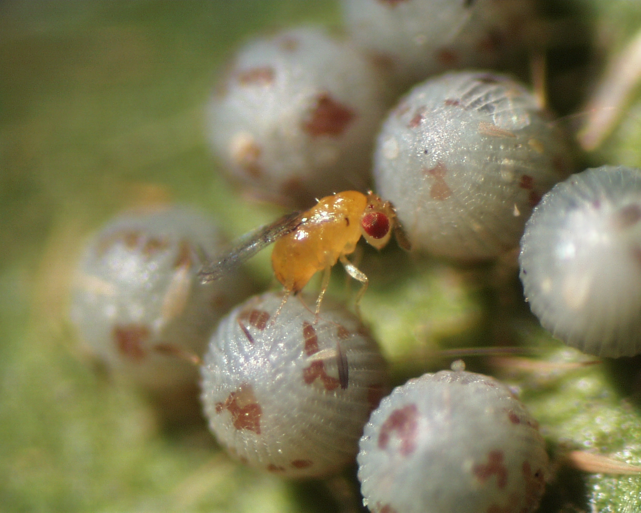 trichogramma parasitoid