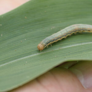 Armyworms