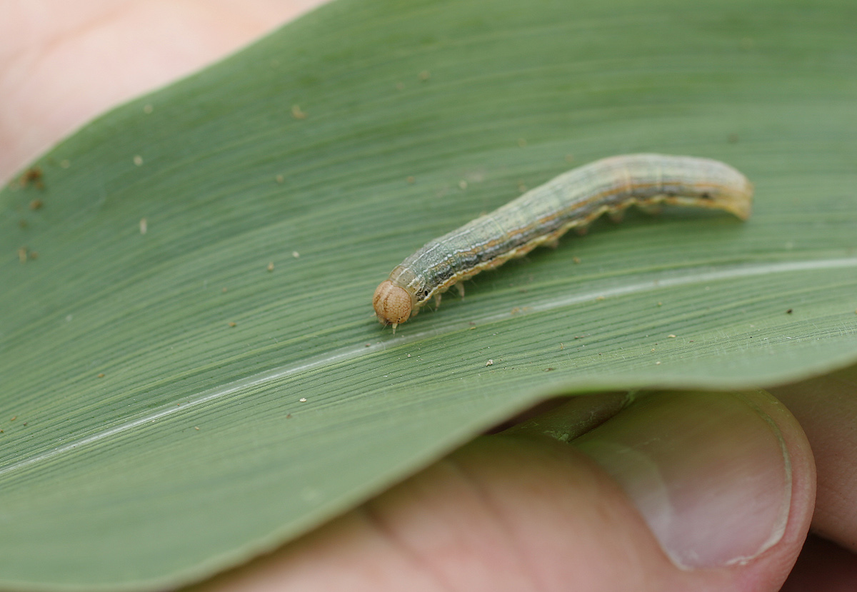true armyworm larva
