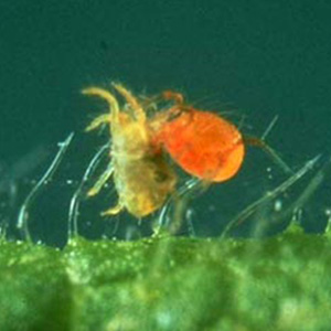 spider mite predator