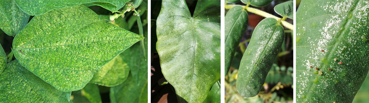 spider mite stippling damage
