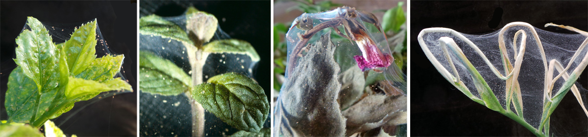 spider mite webbing