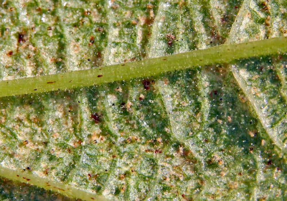 spider mites on leaf