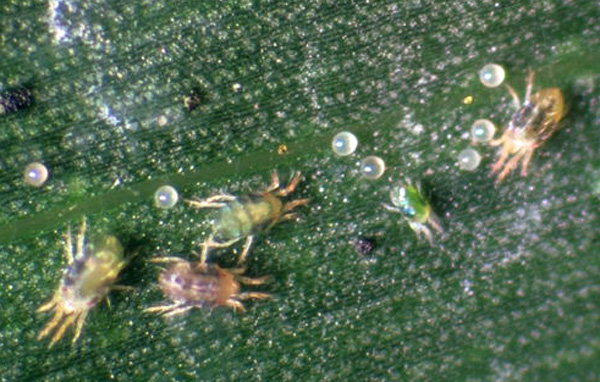 Females and eggs on a corn leaf